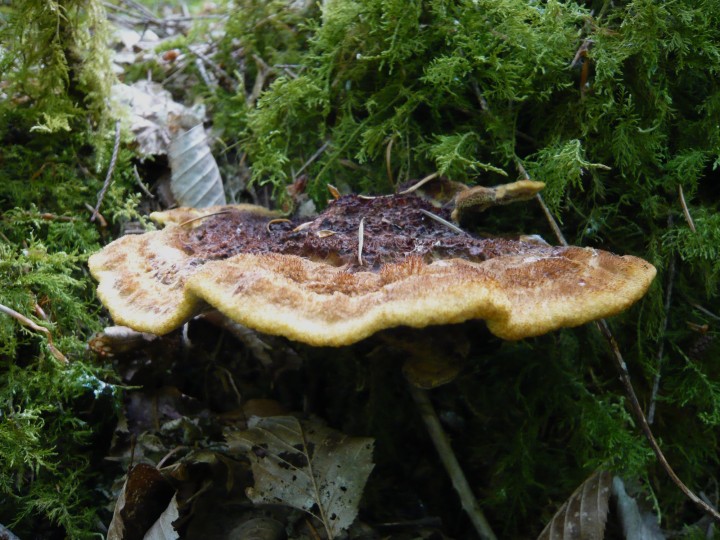 P1080017.jpg