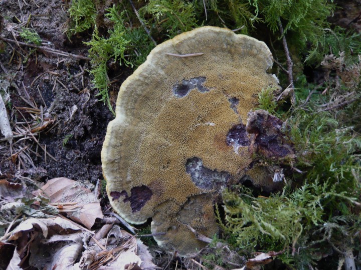 P1080020.jpg