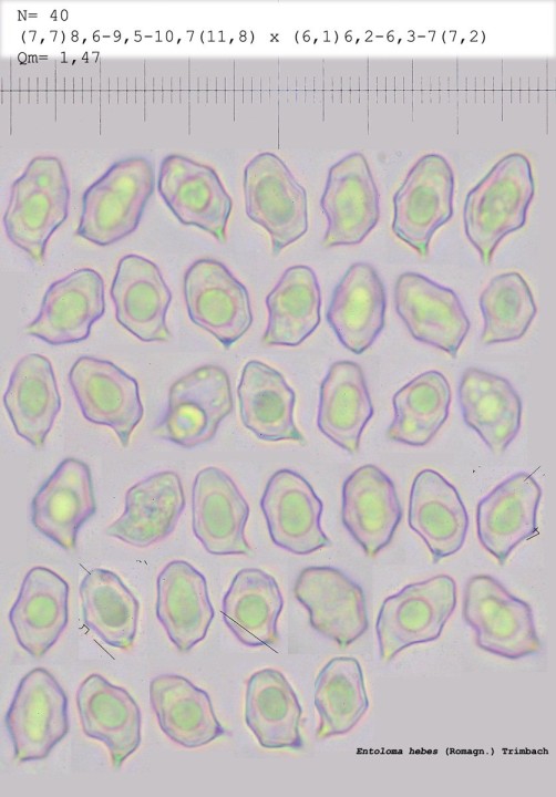 Spores récoltées sur le stipe