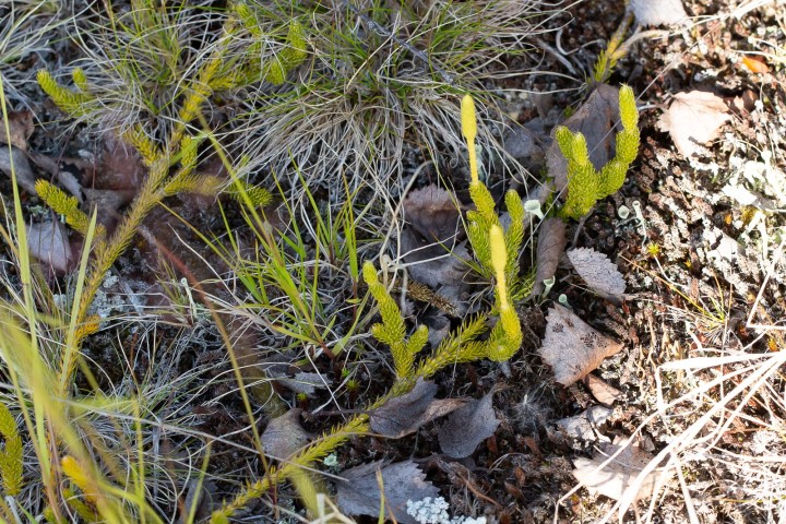 Lycopodium.jpg