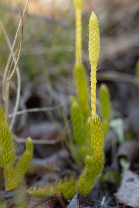Lycopodium-2.jpg
