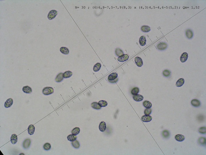 Spores fortement amyloïdes et verruqueuses