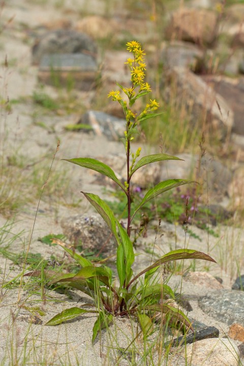 Asteraceae.jpg
