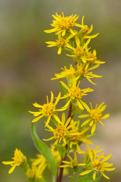 Asteraceae-2.jpg