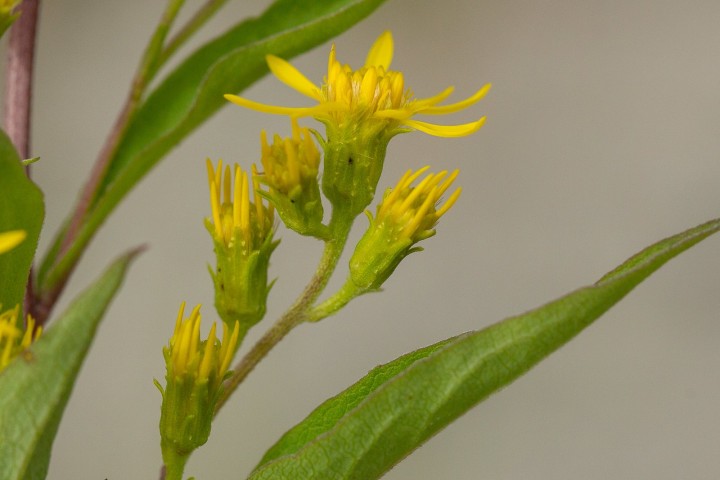 Asteraceae-3.jpg