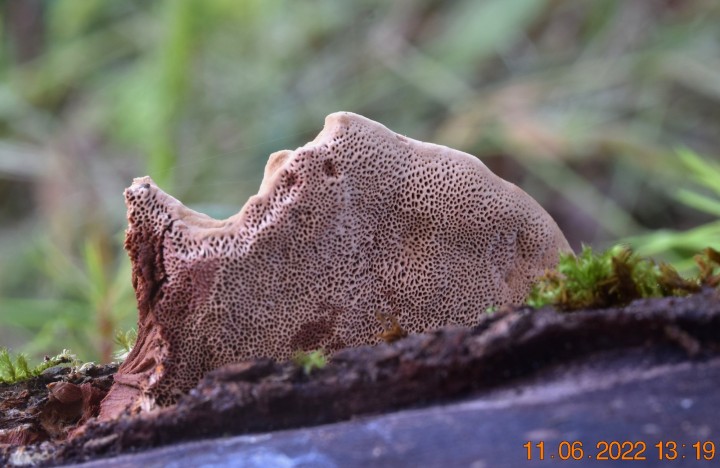 DSC_2563.JPG