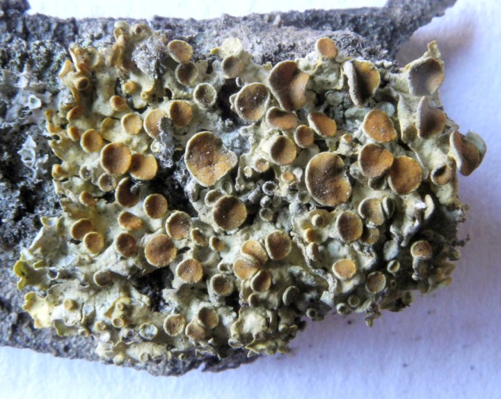xantho perif 1.jpg