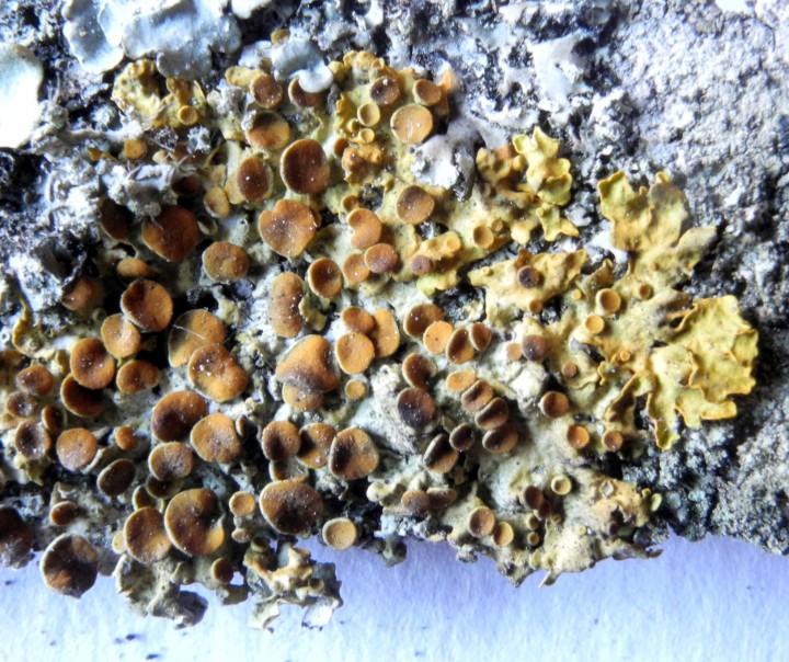 xantho perif 2.jpg