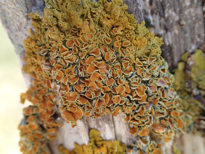 Xanthoria parietina subsp. parietina [50] [2018-08-22] (1).JPG