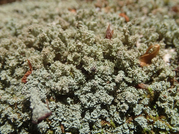 Cladonia parasitica [18] [2020-05-09] (1).JPG