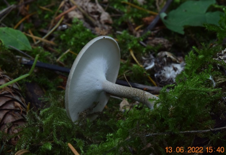 DSC_2583.JPG