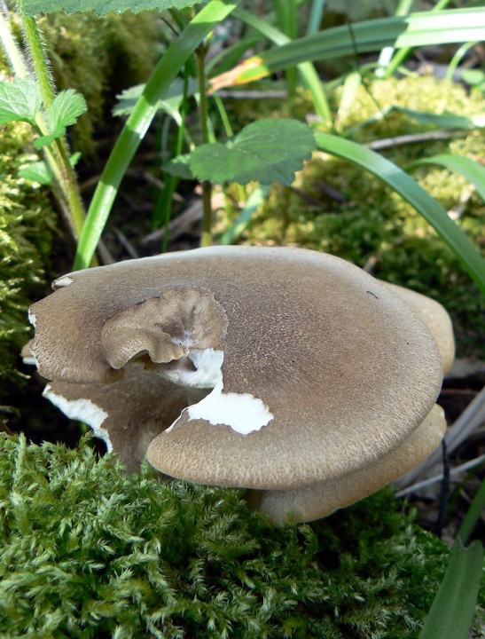 Avril 2010 Le Cellier (44)