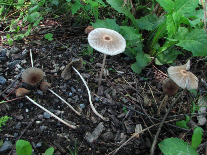 Parasola auricoma.jpg