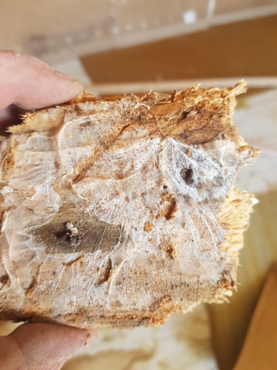 Mycélium sur pèce d'isorel