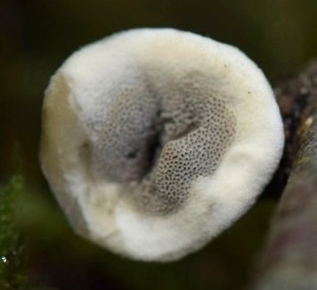 DSC_0526 - Copie.JPG