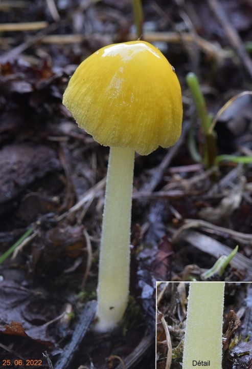 DSC_2601 - Copie.JPG