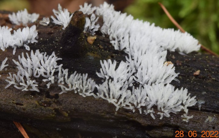 DSC_2611.JPG