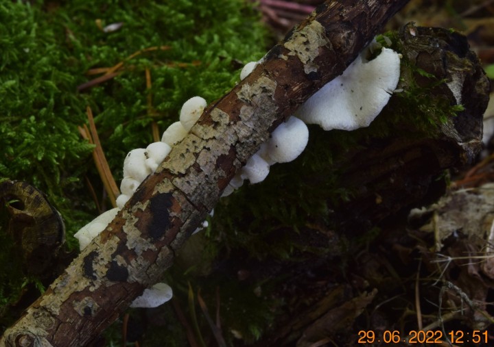 DSC_2618.JPG