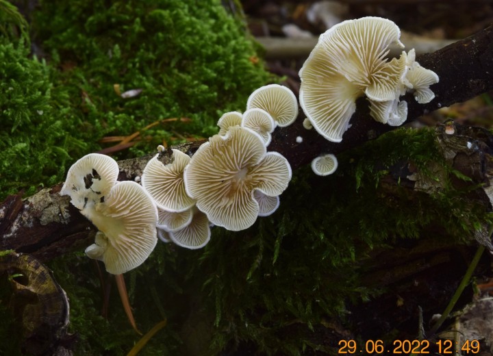 DSC_2617 - Copie.JPG