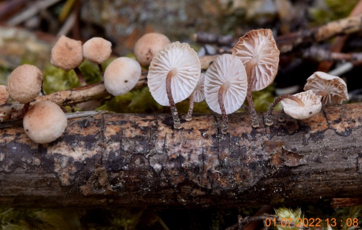 DSC_2620 - Copie.JPG