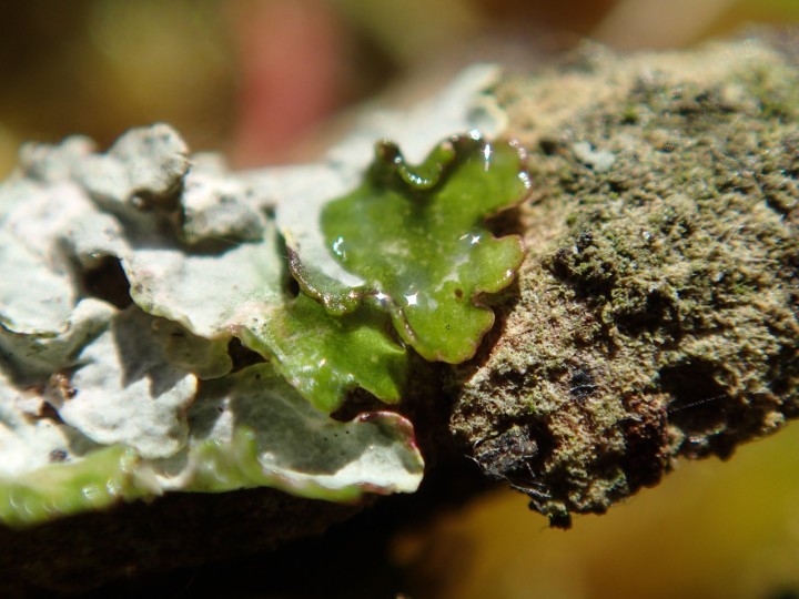 Xanthoria parietina subsp. parietina [10] [2020-01-06] K- (6).JPG