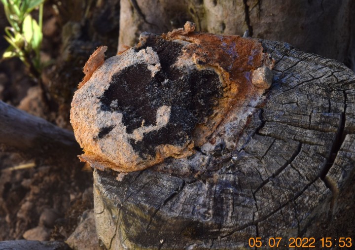 DSC_2643.JPG