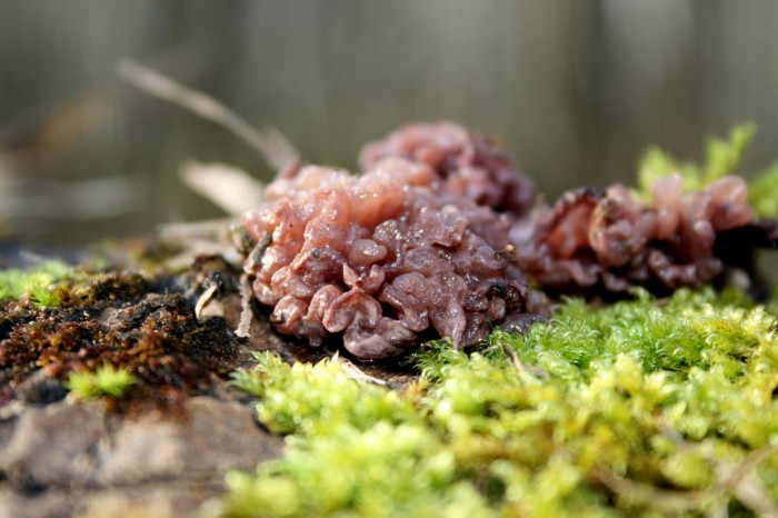 Bois gibaut 15FEV09 032.jpg