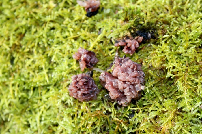 Bois gibaut 15FEV09 032 1.jpg