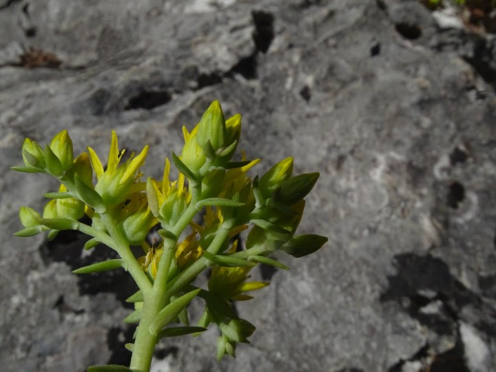 DSC03506.JPG