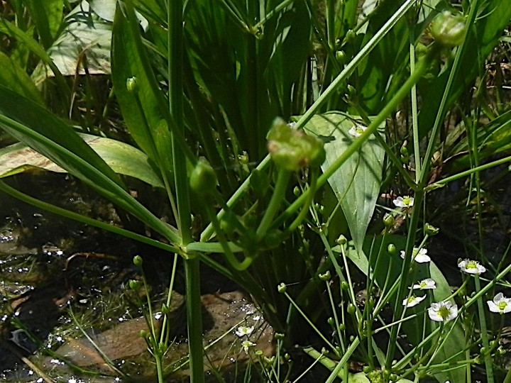 DSCN8659b.JPG