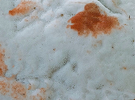 physisporinus.jpg