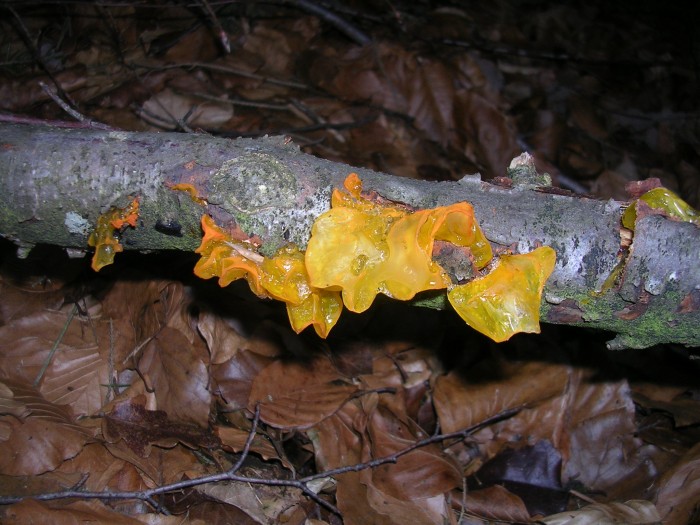 Photo melange 277.jpg