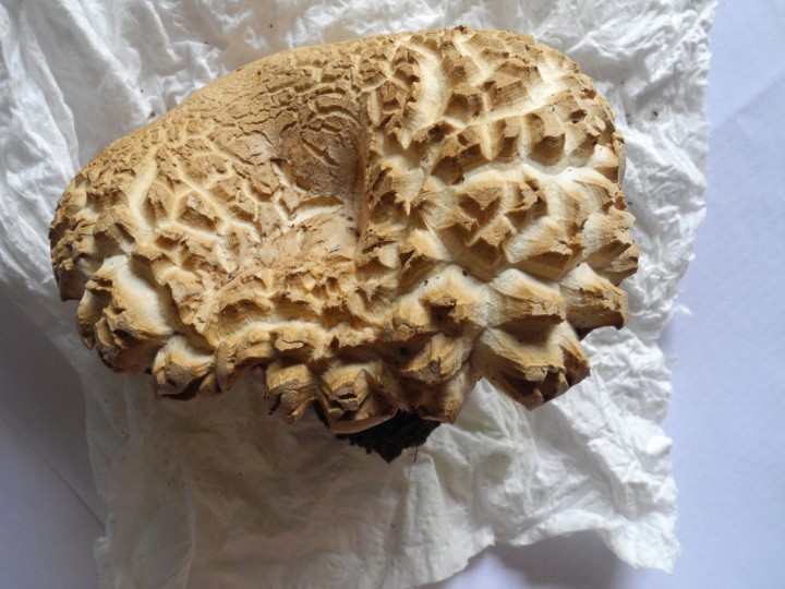 xerocomellus chapeau.jpg