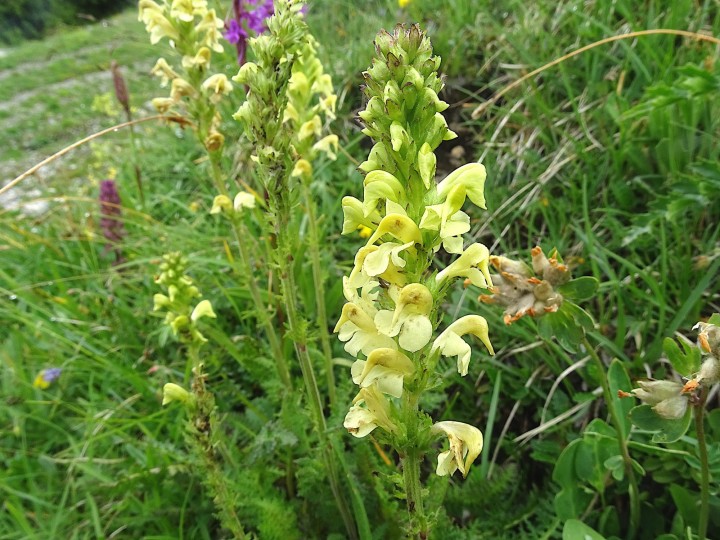 Pedicularis ascendens