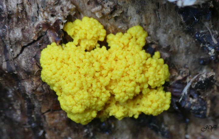 26 juillet 2022 A- 20 h 37 (2).jpg