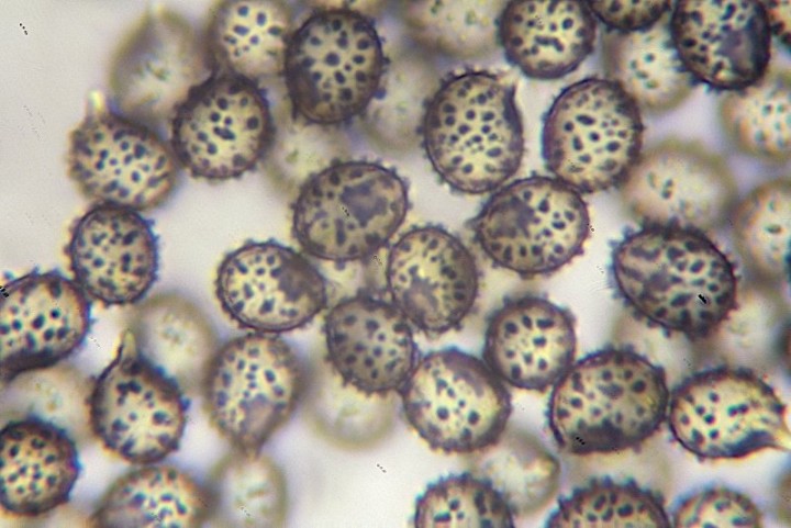 4_spores.jpg