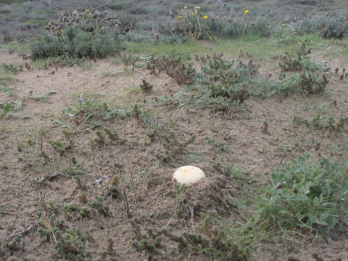 gyrophragmium dunalii 201006 7.jpg
