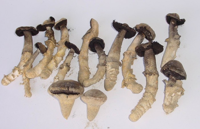 gyrophragmium dunalii 2.jpg