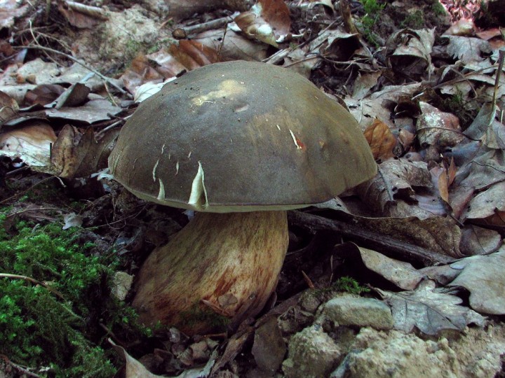 Boletus aereus.jpg
