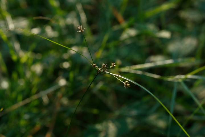 4X6A2504-1.JPG