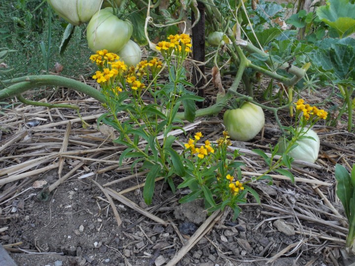 DSCN7565.JPG