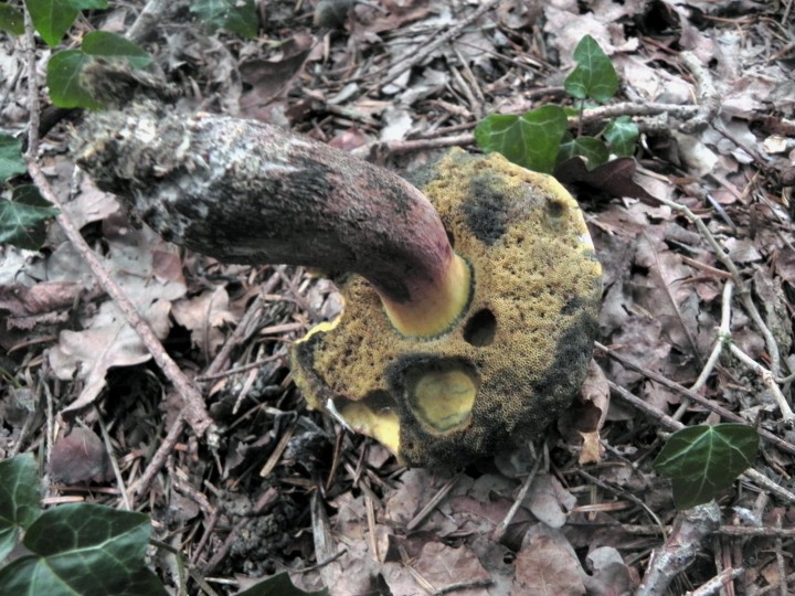 DSCN1219bis.JPG