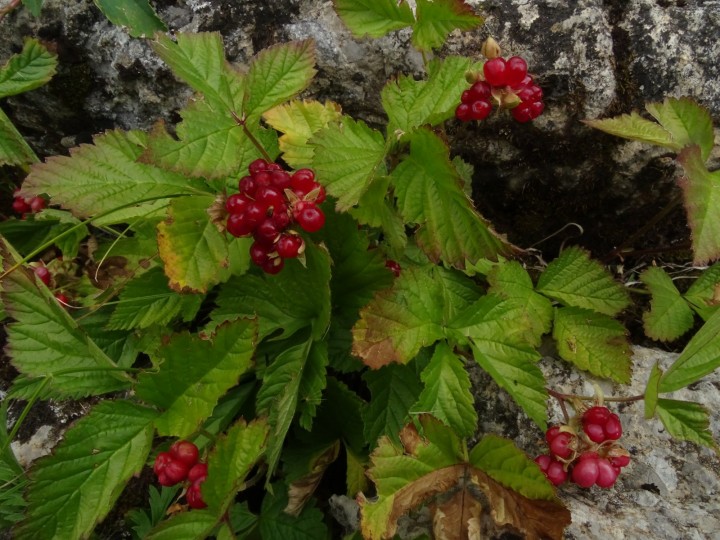 DSC03759.JPG