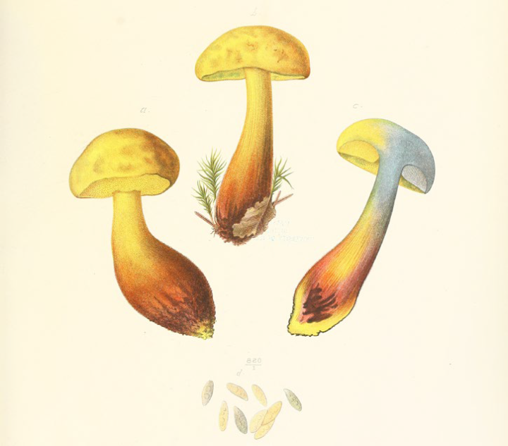 Tubiporus junquilleus.png