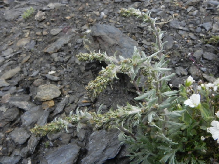 Artemisia genepi