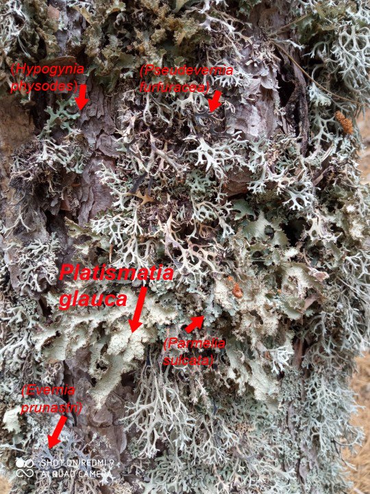 platismatia etc avec flèches.jpg