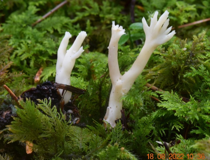DSC_2718.JPG