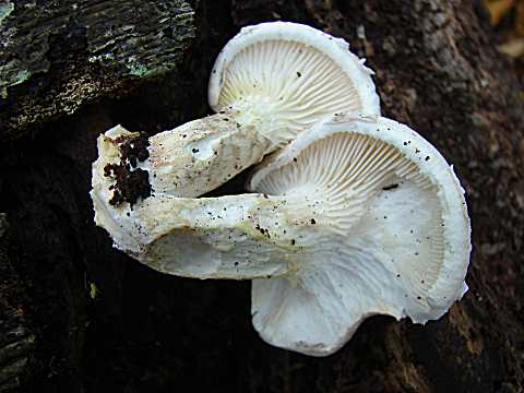 champi10_DSC04005.JPG