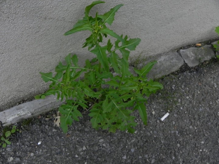 DSCN8089.JPG