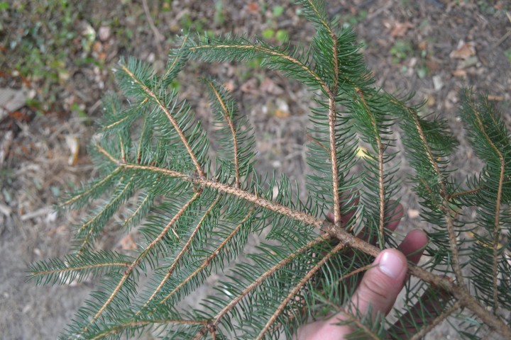 DSC_0062.JPG